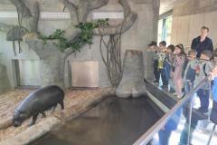 Hipopotam - zwiedzanie ZOO