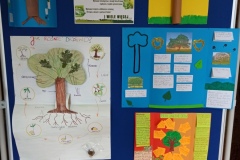 Modele drzew i lapbooki uczniów klas piątych