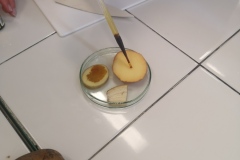 Uczeń wkrapla jodynę za pomocą pipety na plasterek jabłka