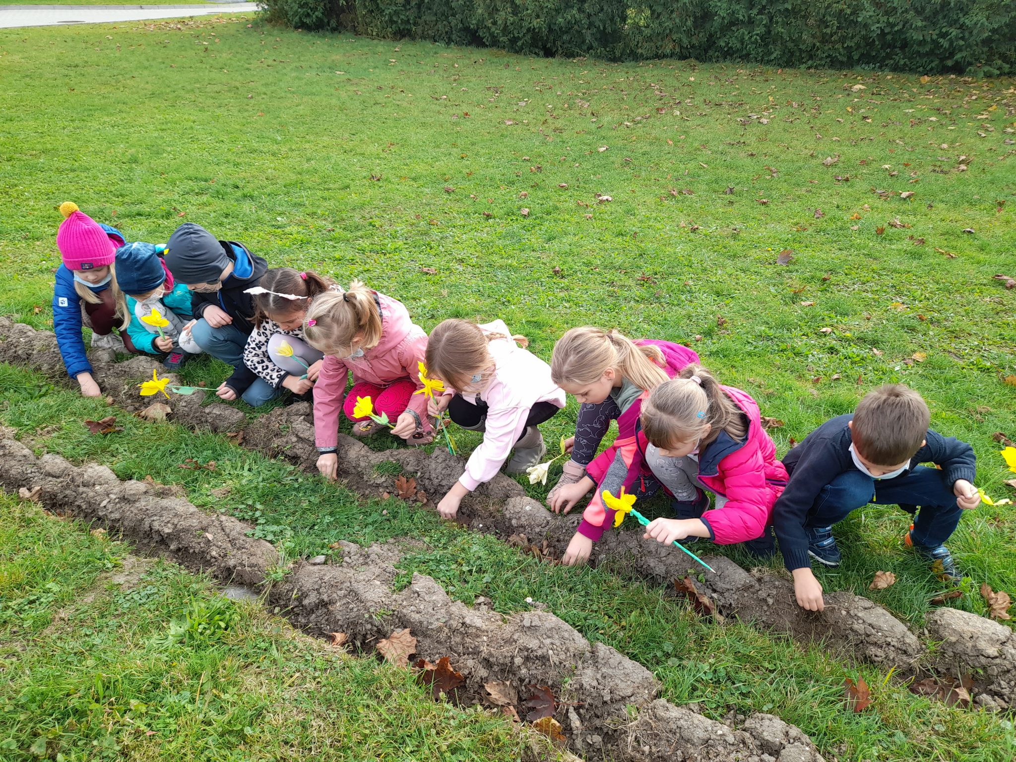 Dzieci sadzą cebulki żonkili.