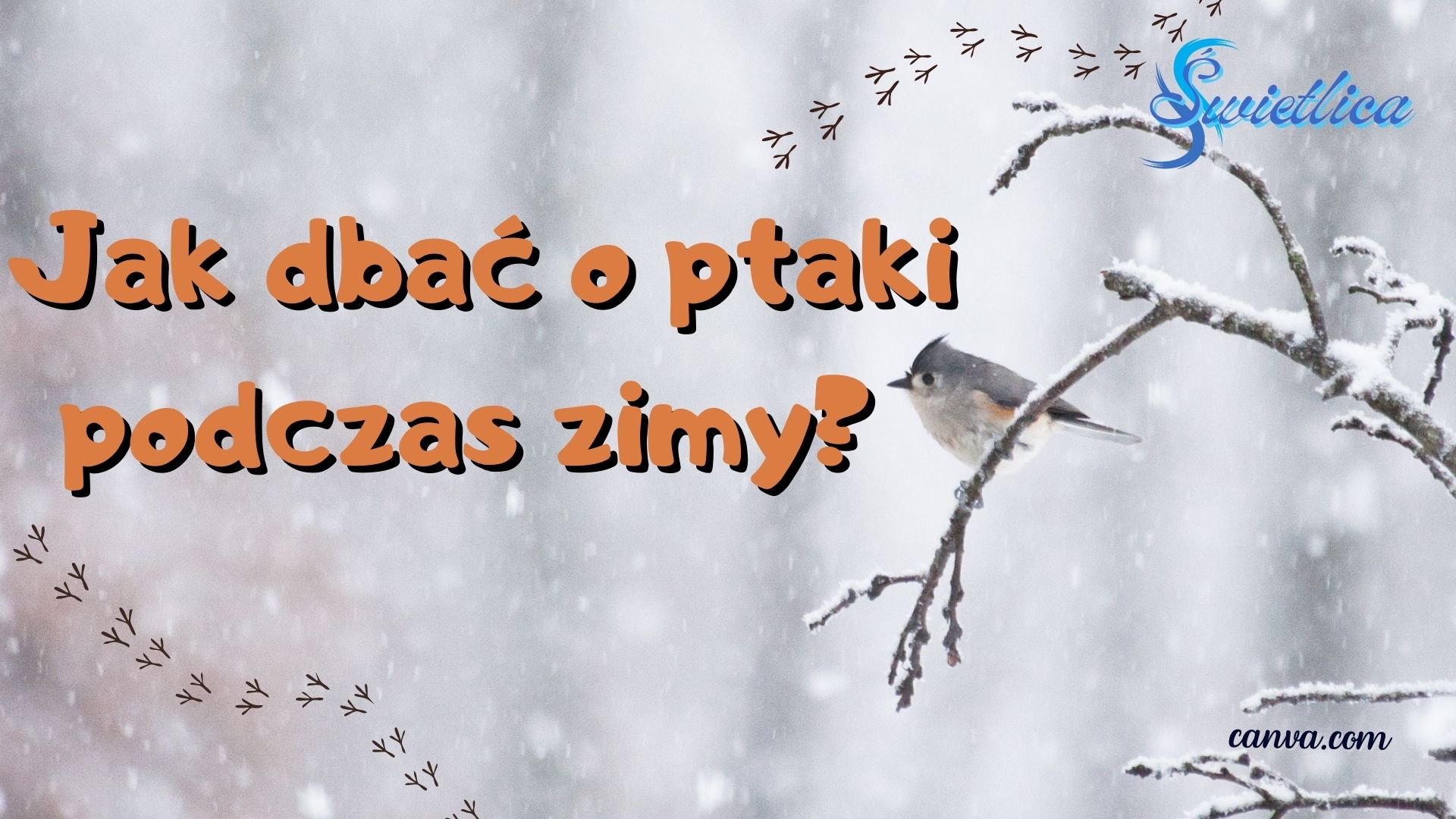 Jak dbać o ptaki podczas zimy?