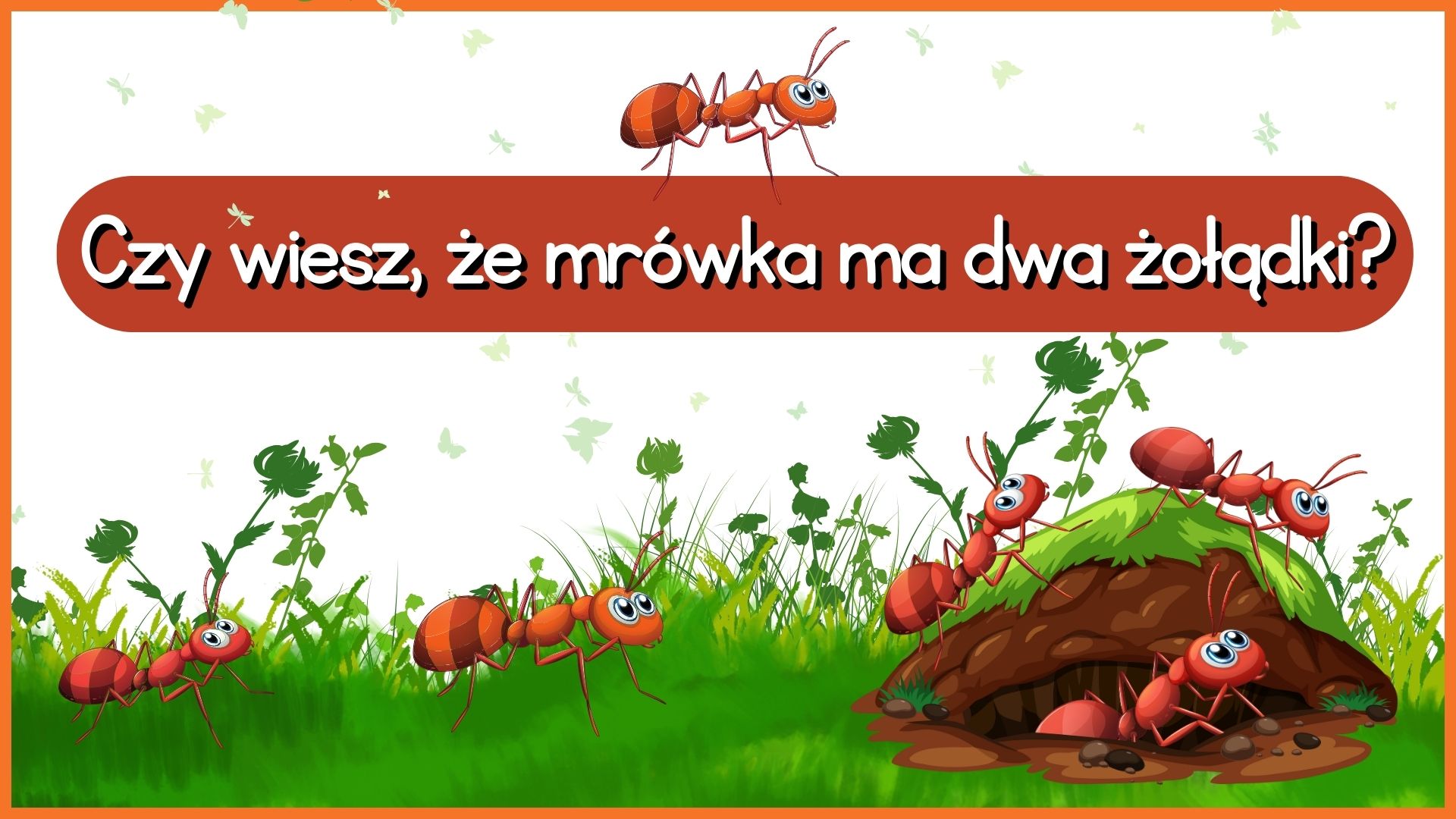 Czy wiesz, że mrówka ma dwa żołądki?